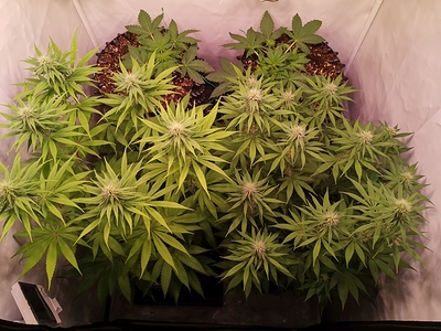 Growreport Bild 4