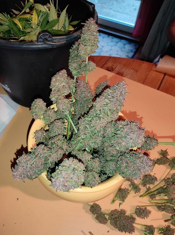 2x Green Gelato + 1x Northern Lights, TS 1000, erster Versuch