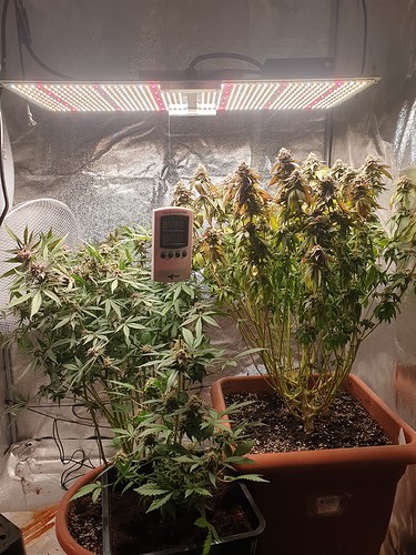 1628095259146231330461391952602