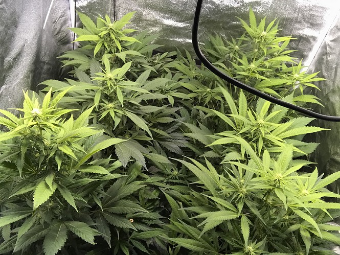 Growreport Bild 8