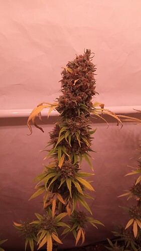 Growreport Bild 8
