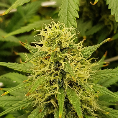 Growreport Bild 6