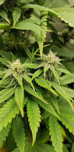 Growreport Bild 16