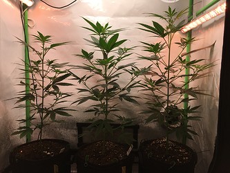 Growreport Bild 6