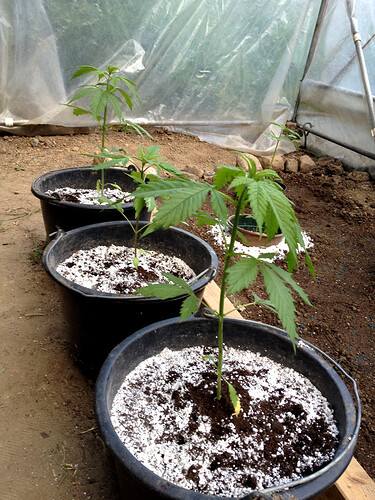 Growreport Bild 33