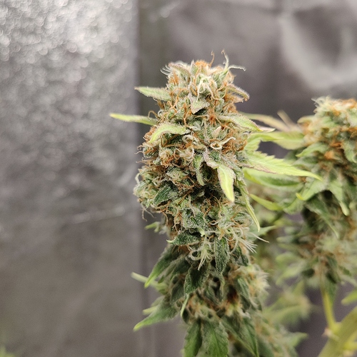 Growreport Bild 3