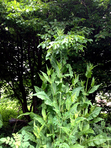 Growreport Bild 14