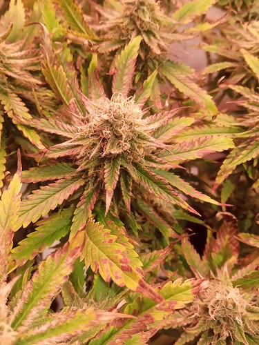 Growreport Bild 38