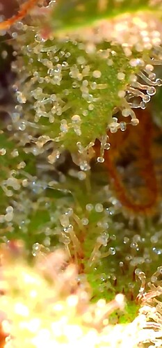 Growreport Bild 33