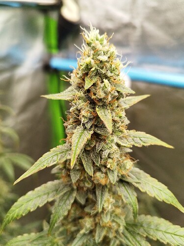 Growreport Bild 5