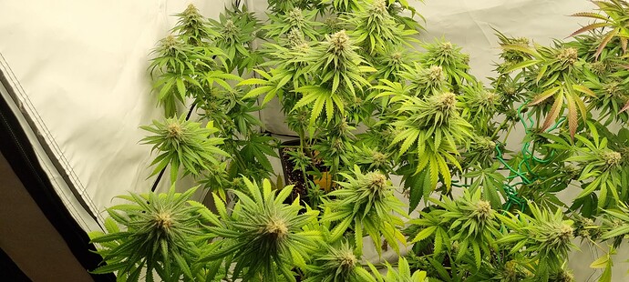 Growreport Bild 9