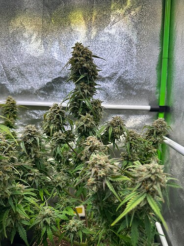 Growreport Bild 6