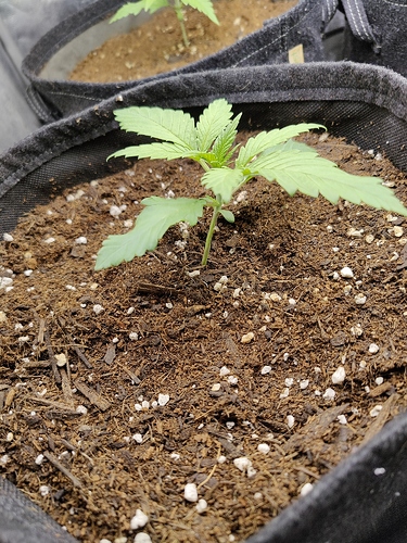 Growreport Bild 5