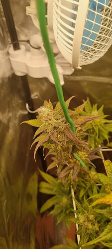 Growreport Bild 36