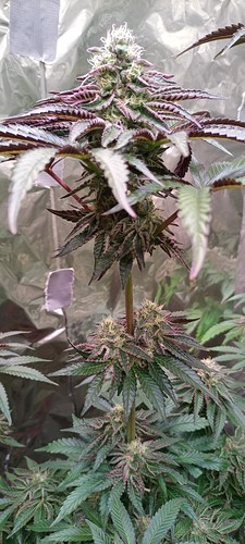 Growreport Bild 4
