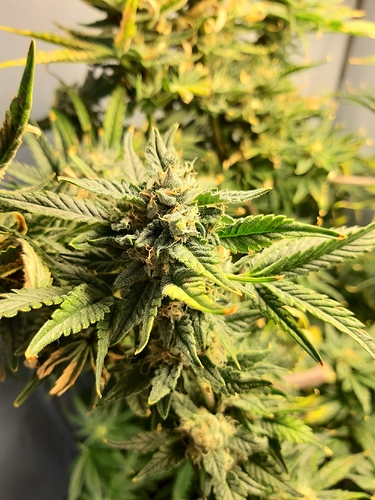Growreport Bild 2