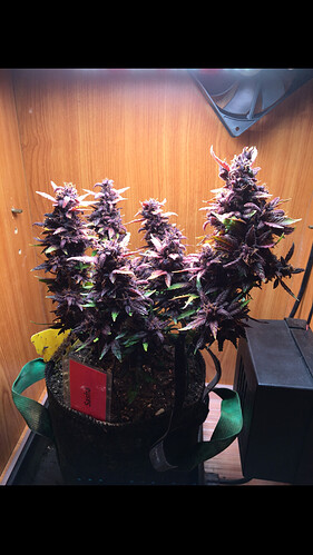 Growreport Bild 5