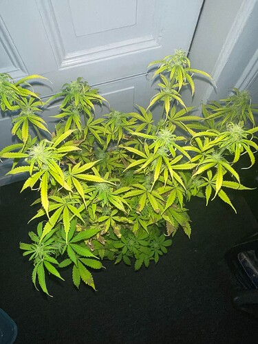 Growreport Bild 2