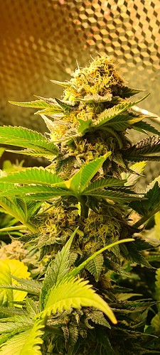 Eine Nahaufnahme einer Cannabis-Pflanze in der Blütephase, mit dichten, harzigen Blütenständen und ausgeprägten Trichomen. Die Blätter sind grün und zeigen Anzeichen von Purpurbildung.
