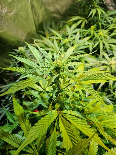 Growreport Bild 5