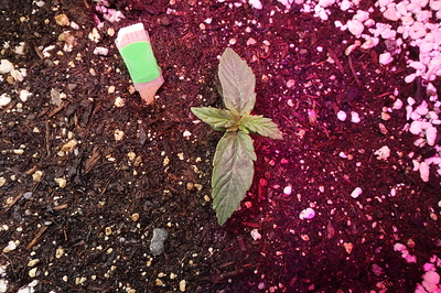 Growreport Bild 27