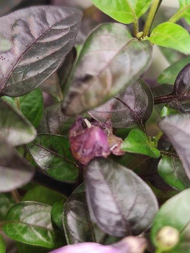 Growreport Bild 11