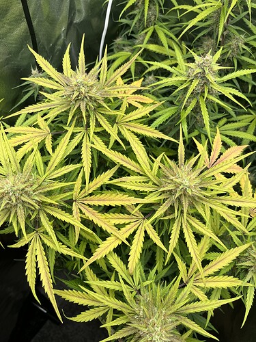 Growreport Bild 4