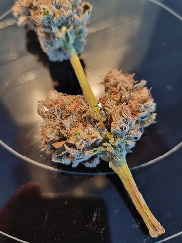 Growreport Bild 2