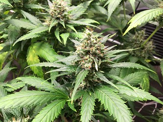 Growreport Bild 2