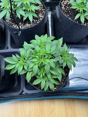 Growreport Bild 11