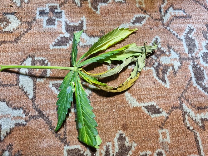 Growreport Bild 69
