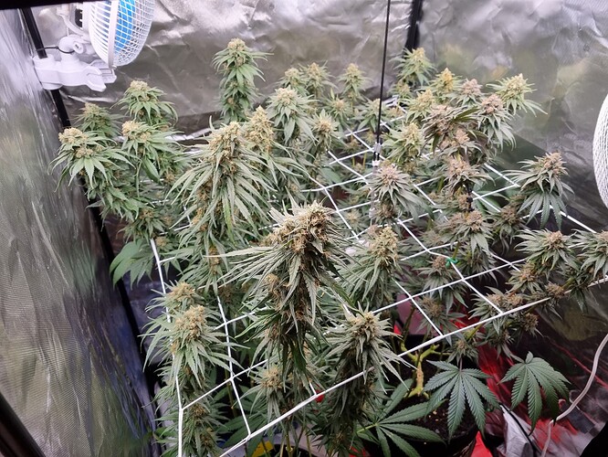 Growreport Bild 1