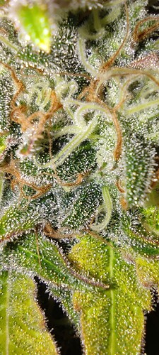 Growreport Bild 10