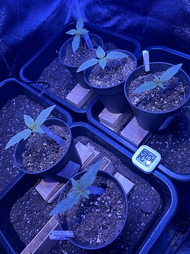 Growreport Bild 5