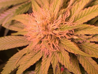 Growreport Bild 6