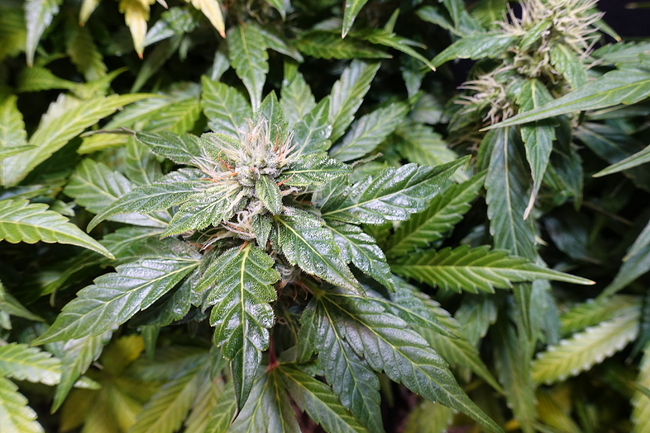 Growreport Bild 12