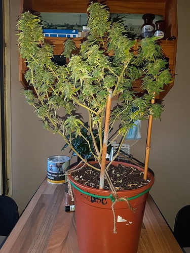 Growreport Bild 7