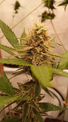 Growreport Bild 61