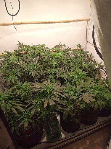 Growreport Bild 1