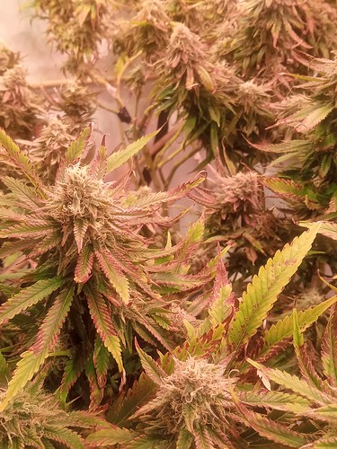 Growreport Bild 29