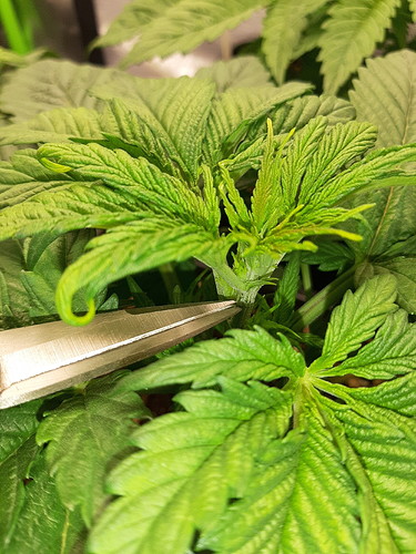 Growreport Bild 2