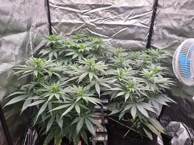 Growreport Bild 1