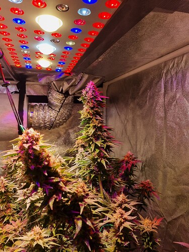 Growreport Bild 38