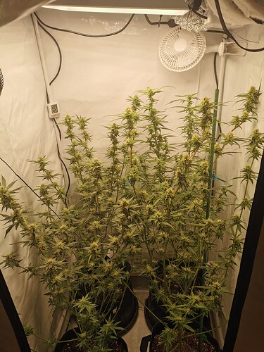 Growreport Bild 5