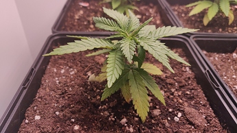 Growreport Bild 5