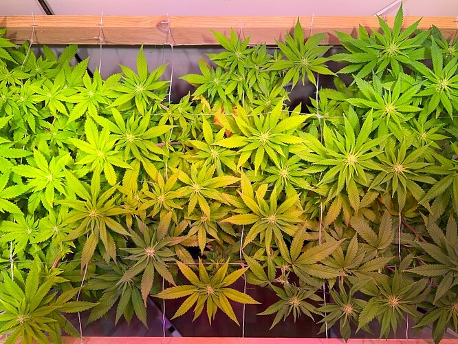 Growreport Bild 4