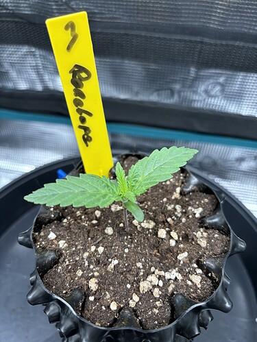Growreport Bild 13