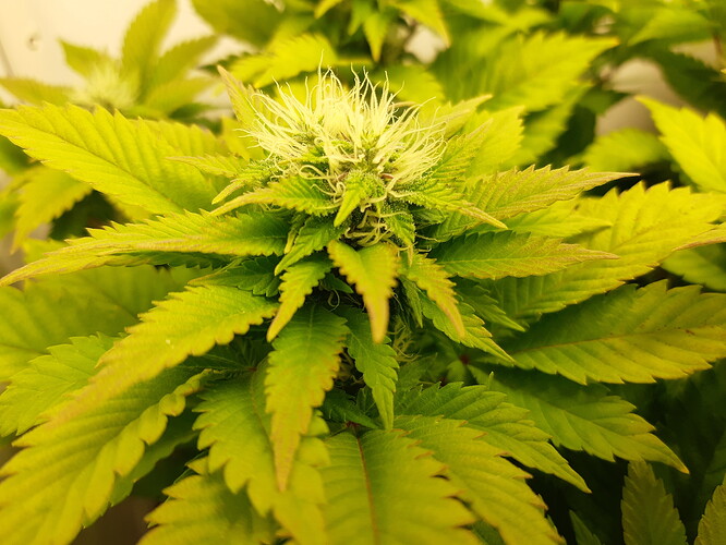Growreport Bild 7