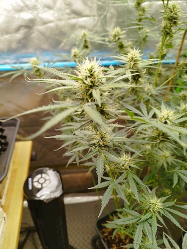 Growreport Bild 6