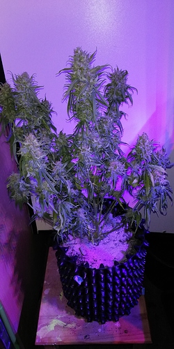 Growreport Bild 5